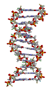 DNA Double Helix Animation