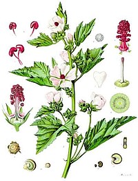 Althaea officinalis