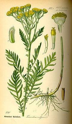 Anacetum vulgare